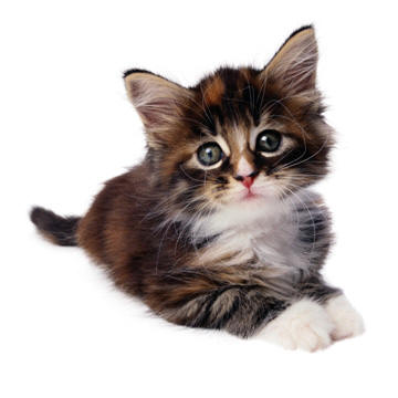 cat1